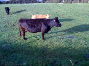 Bob Clarke veered off the road and nearly slaughtered a cow...